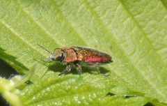 Anthaxia senicula
