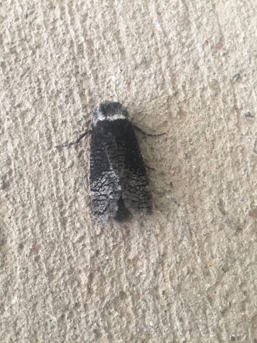 Poplar Carpenterworm Moth photo 2