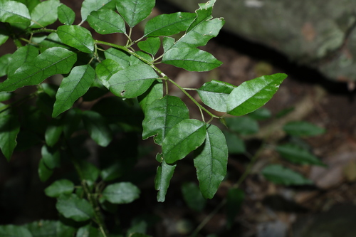Monococcus echinophorus (Monococcus echinophorus)