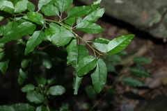 Monococcus echinophorus