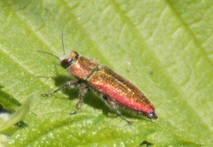 Anthaxia senicula