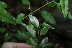 Monococcus echinophorus