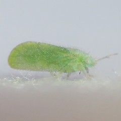 Aphalaroida spinifera