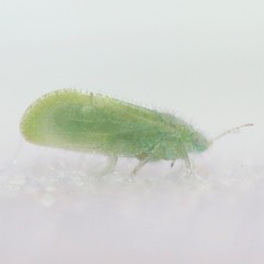 Aphalaroida spinifera