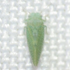 Aphalaroida spinifera