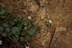 Phacelia perityloides