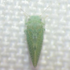 Aphalaroida spinifera