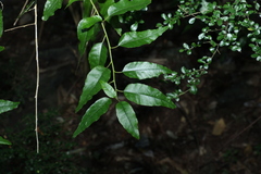 Monococcus echinophorus