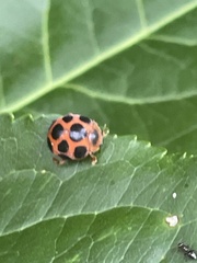 Diekeana admirabilis