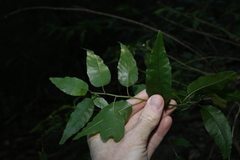 Monococcus echinophorus