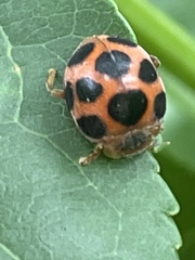 Diekeana admirabilis