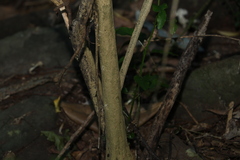 Monococcus echinophorus