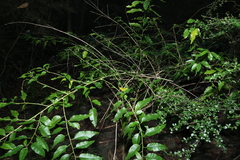 Monococcus echinophorus