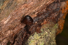 Mycena nargan