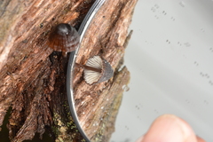 Mycena nargan