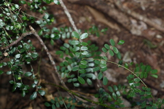 Mezoneuron brachycarpum
