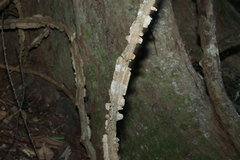 Mezoneuron brachycarpum