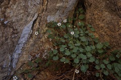 Phacelia perityloides