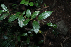 Cryptocarya sclerophylla