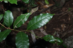 Cryptocarya sclerophylla