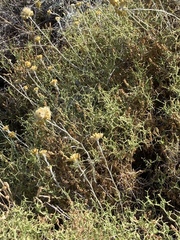 Sarcopoterium spinosum