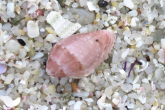 Marginella