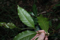 Cryptocarya sclerophylla