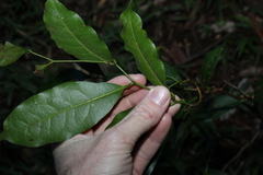 Cryptocarya sclerophylla