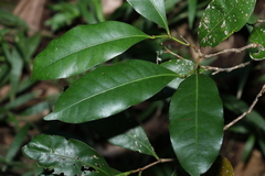 Cryptocarya sclerophylla