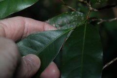 Cryptocarya sclerophylla