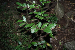 Cryptocarya sclerophylla