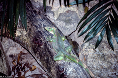 Iguana iguana