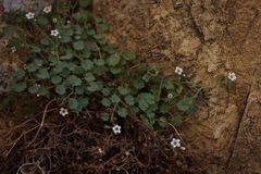 Phacelia perityloides