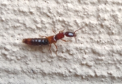 Xantholinus tricolor