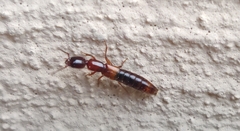 Xantholinus tricolor