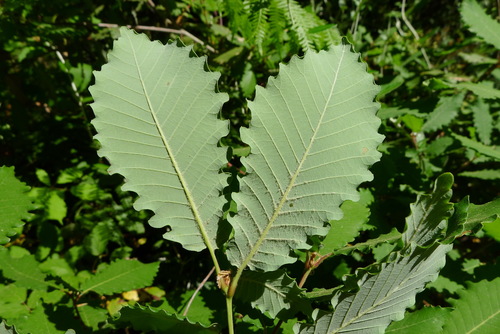 Mirbeck's oak