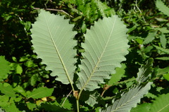 Quercus canariensis