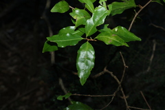 Actephila mooreana