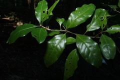 Actephila mooreana