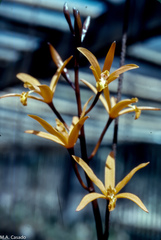 Cattleya cinnabarina