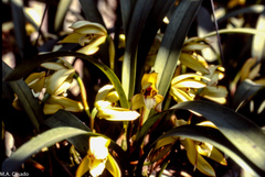 Maxillaria marginata