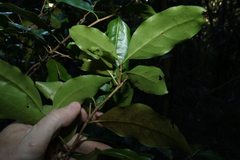 Actephila mooreana