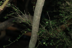 Actephila mooreana