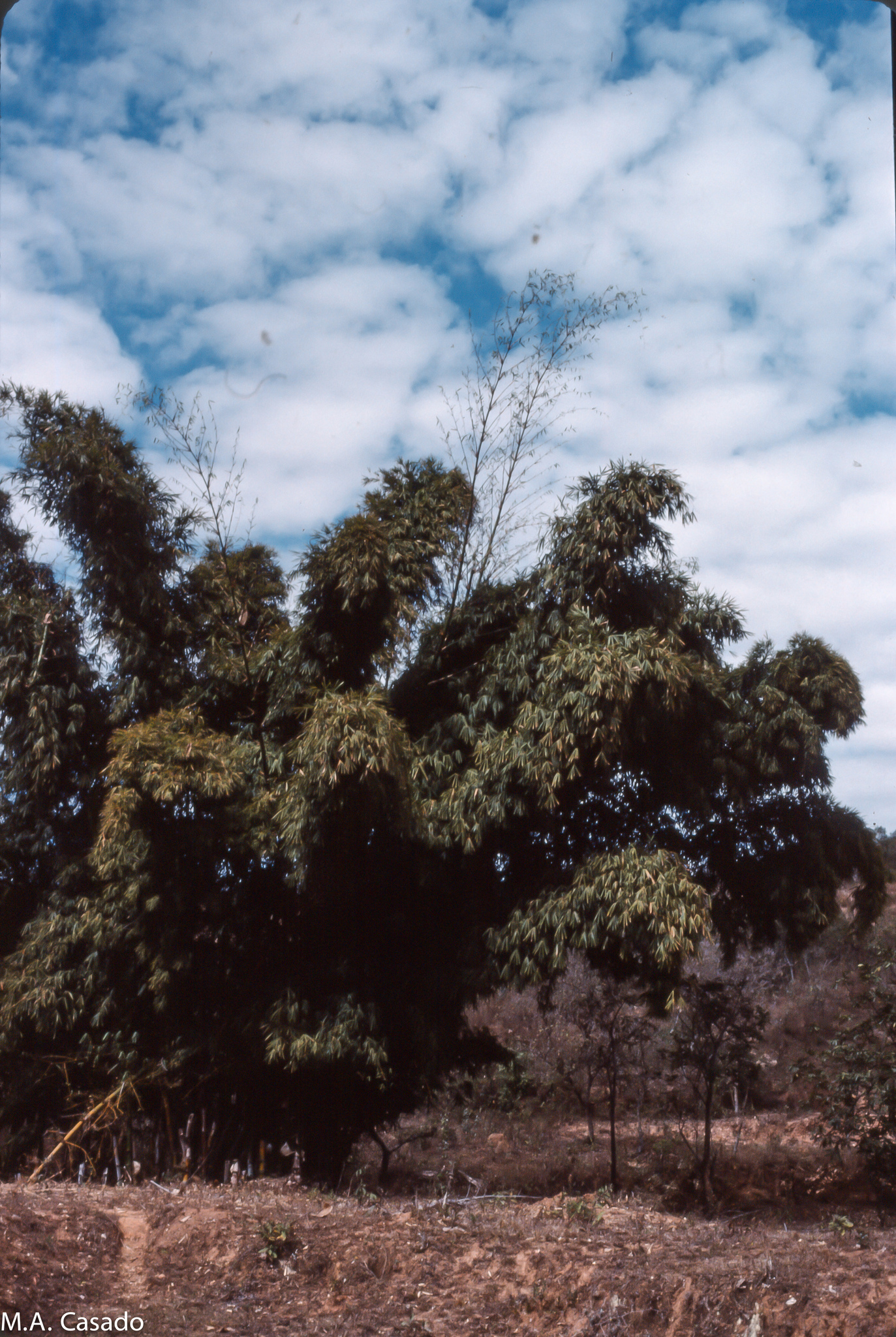 Bambusa vulgaris