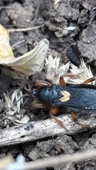 Ectomocoris cordiger