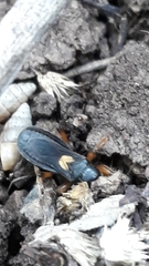 Ectomocoris cordiger