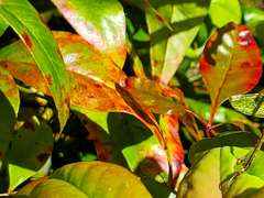 Pseudocercospora nandinae