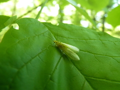 Alloperlini