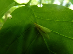 Alloperlini