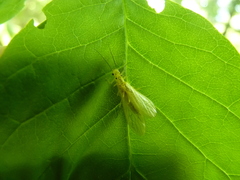 Alloperlini